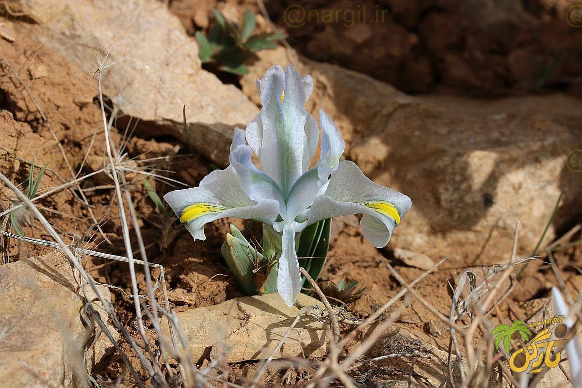 زنبق سیمین رگه